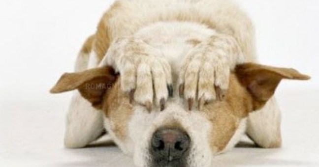 Padroni di cani indisciplinati | Multe quadruplicate in città