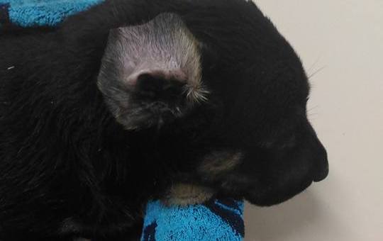 Morso, picchiato, quasi annegato | Chi vuole adottare il cucciolo?
