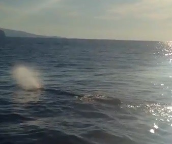 Un capodoglio a Vulcano | Guarda il video