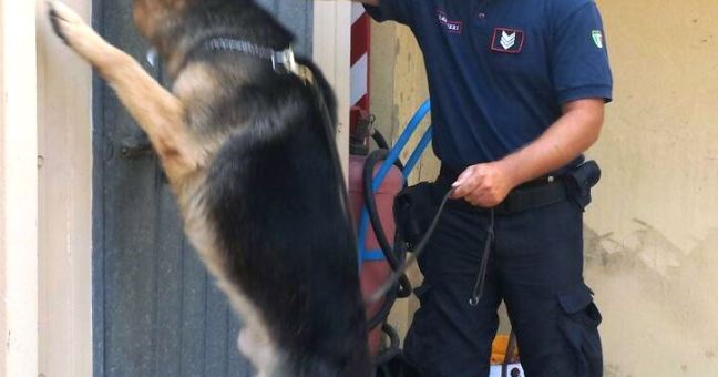Tre piante di canapa in casa |Non sfuggono al cane antidroga