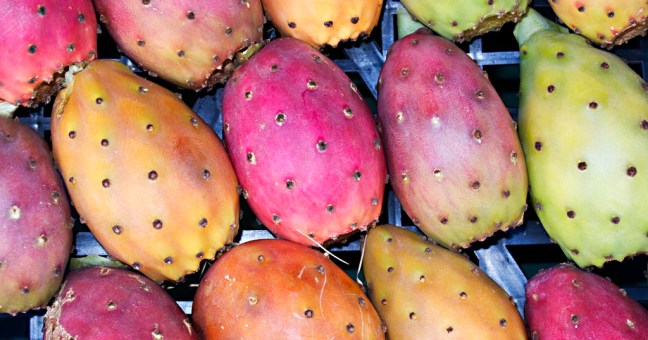 Fico d’India Etna |Conquista mercati con marchio ‘Sicilio’