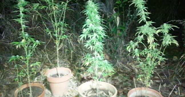 Piantagione di marijuana |In manette 19enne