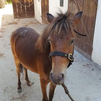 Ritrovato un cavallino  | Appello dei vigili ai proprietari