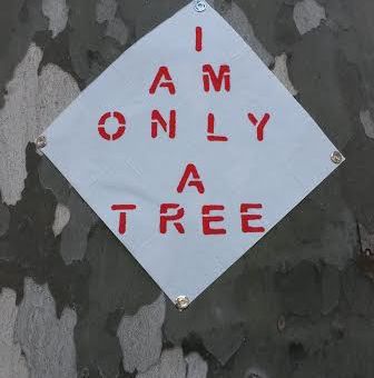 La scritta ‘I am only a tree’| su 50 alberi in via Libertà