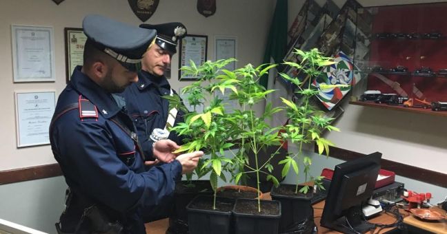 Coltiva marijuana in casa| Un arresto in via Notarbartolo