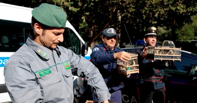 Uccellini protetti chiusi in gabbia | Il sequestro nel mercato di Ballarò