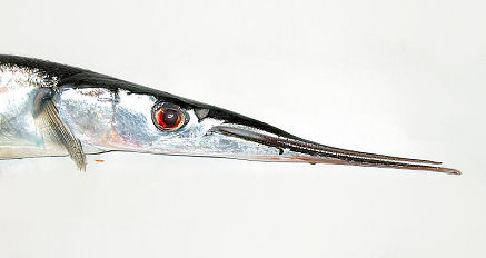 Pesca da record a Salina | Aguglia da 22 chili