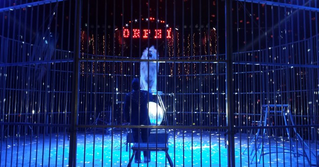 Acrobati, clown e giochi di luci| Lo spettacolo del circo Orfei