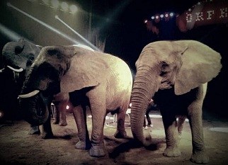 Arriva il circo Orfei| Tendone alla Fiera del Mediterraneo