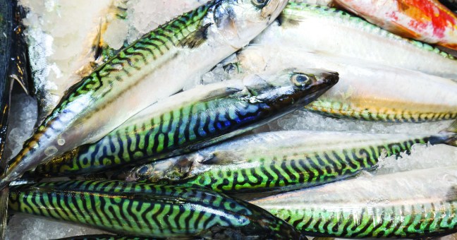 La Festa del pesce e del mare | Esperti e produttori a Palermo