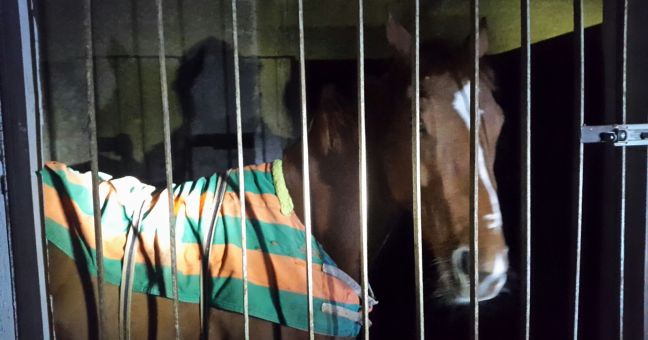 Maltrattamento di animali |Indagato un sessantenne