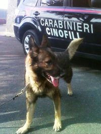 Spaccia “erba” da casa: |incensurato in manette