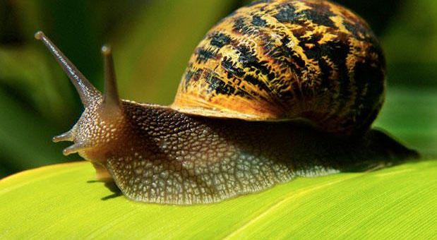 Il business dell’escargot| parla siciliano