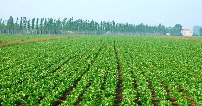 I fondi del bando biologico 2013 | La Regione sblocca i pagamenti
