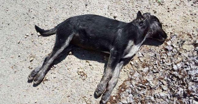 Sette cani avvelenati in una notte | Raccolta firme contro la barbarie