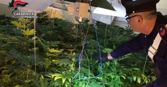Il fiuto di Mike scova la marijuana | Un arresto ad Altavilla Milicia