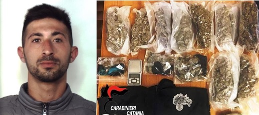 Pitbull a guardia della droga |Sequestrato 1,5 Kg di erba