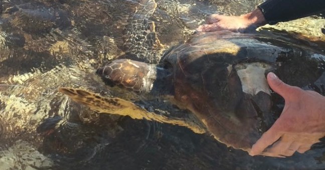 Salvata una tartaruga a Mondello | Trovata in mattinata da un sub