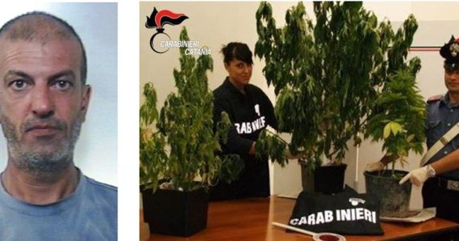 Piantagione di marijuana |Arrestato 49enne