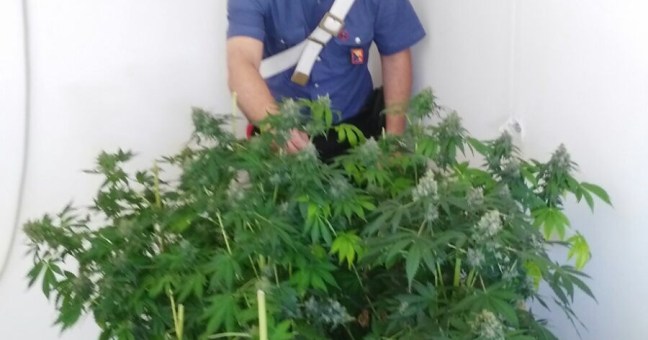 Coltivazione di droga in casa | Un arresto ad Altofonte
