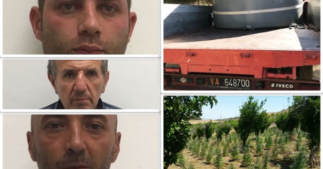 Scoperta piantagione di marijuana |Serviva a rifornire pusher a Librino