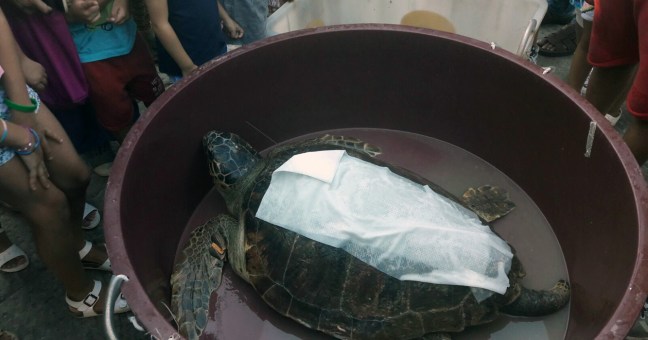 Palermo, due Caretta Caretta | liberate in mare a Sant’Erasmo