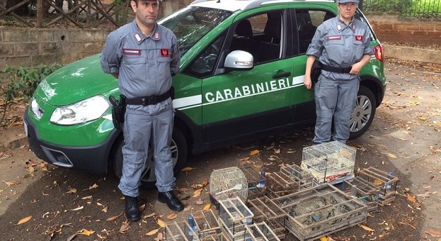 Blitz al mercato di Ballarò | Sequestrati sessanta uccellini