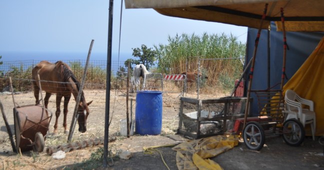 Stalla abusiva a Vampolieri |Cavalli denutriti e maltrattati