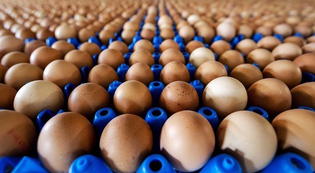 Uova contaminate | Chi è a rischio