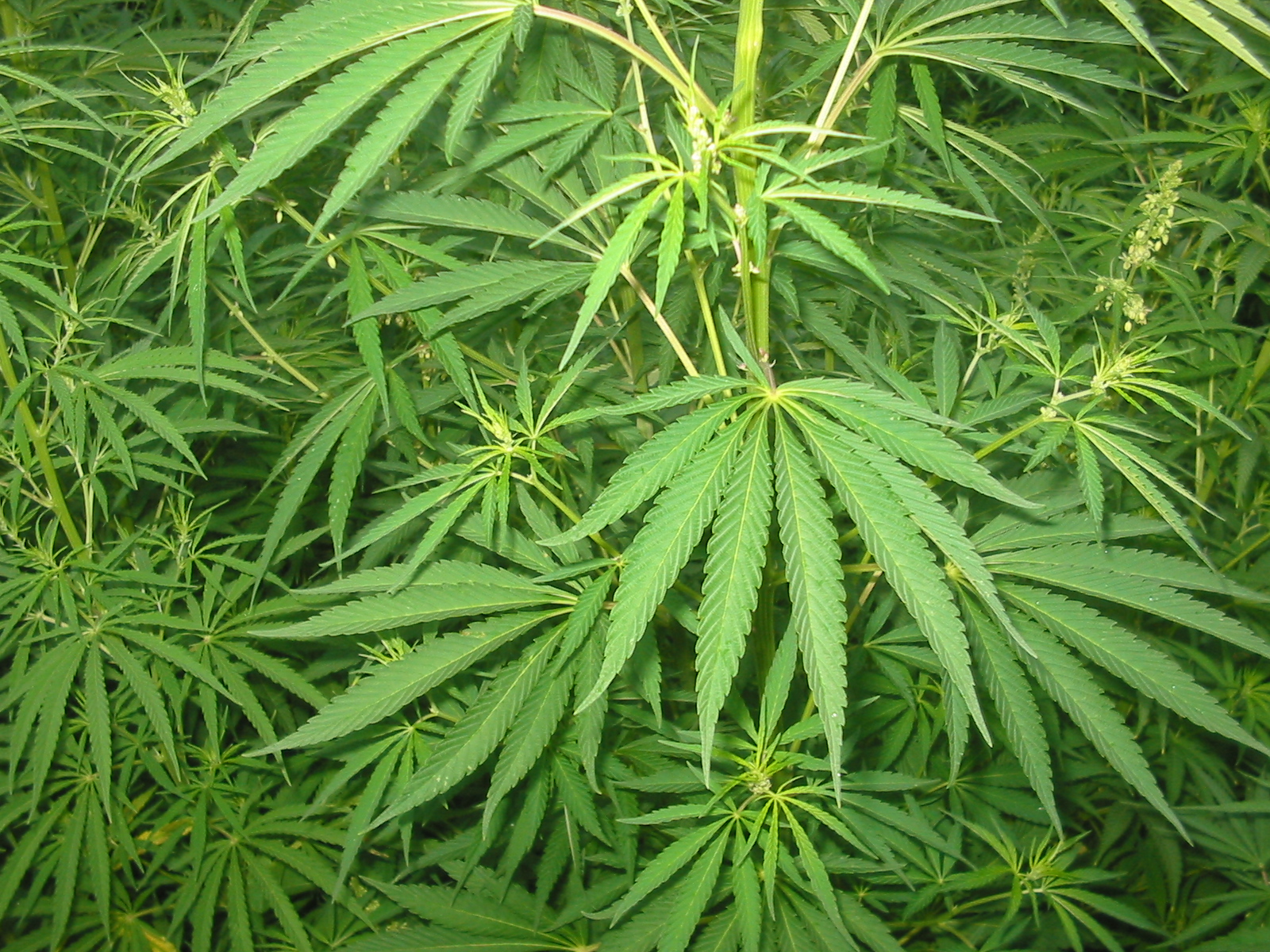 Agrumi e serre di cannabis, scoperta piantagione di droga - Live Sicilia