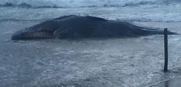 Carcassa di capodoglio | ritrovata sulla spiaggia