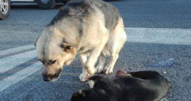 Addio, amico mio | Il dolore di un cane