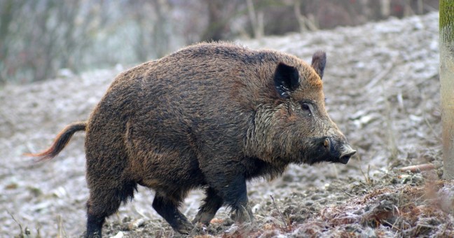 Mira al cinghiale | Uccide un uomo