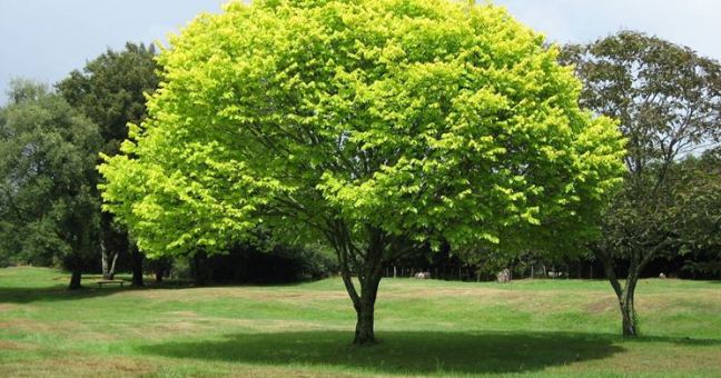 Giornata nazionale degli alberi | Una giornata dedicata alla natura