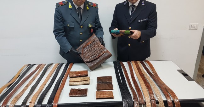 Prodotti in coccodrillo illegali |Il sequestro delle Fiamme Gialle