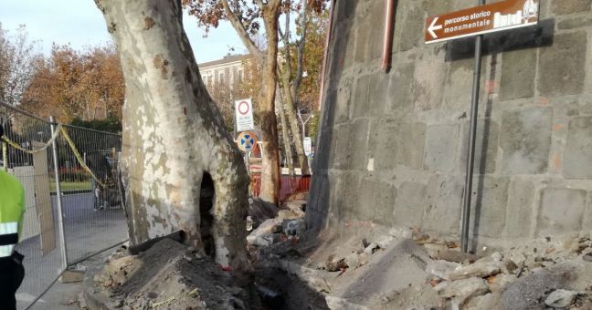 Danneggiato albero secolare |La denuncia di Legambiente