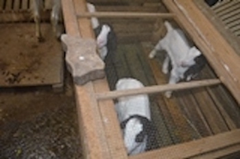 Maltrattamento di animali |I controlli di Borgo Ognina