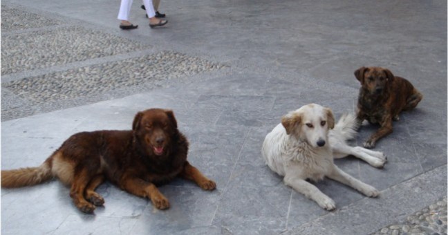 L’eredità milionaria | per cani e gatti