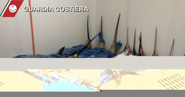La Guardia costiera al Maas |Sequestra tonnelate di pesce spada