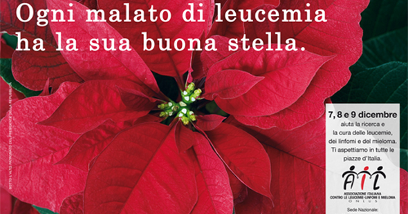 Stella Di Natale Beneficenza.Una Stella Di Natale Contro La Leucemia Live Sicilia