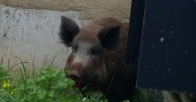 C’è un cinghiale a scuola | GUARDA LE FOTO