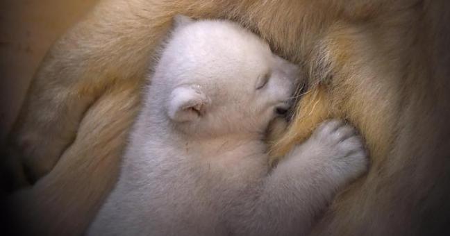 Nasce l’orso bianco | ma rischia la vita