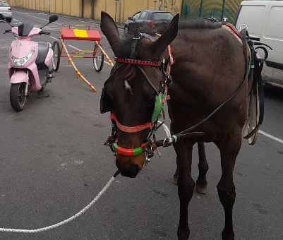 In calesse a Picanello |Denunciati per maltrattamento