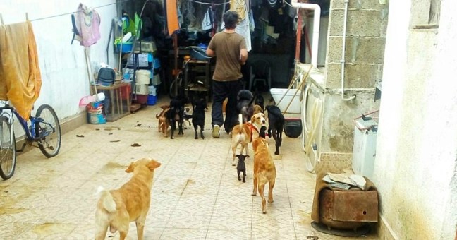 Spina e i suoi cani, scatta l’arresto| “I cuccioli ora cercano una casa”