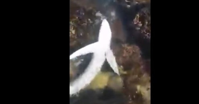 Ciclopi, c’è uno squalo | GUARDA IL VIDEO