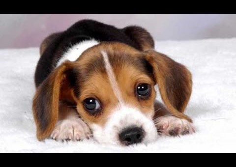 I cuccioli nel sacchetto | Finisce malissimo