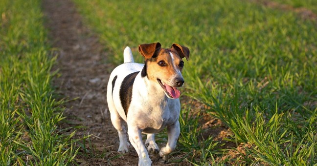 Il bimbo che piange | Il cane ucciso da papà
