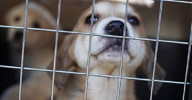 I vigili e i cani da adottare | Cosa c’è oggi in Sicilia