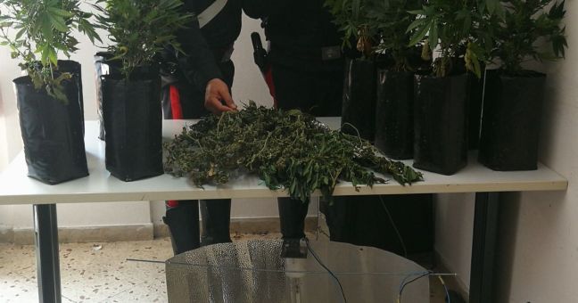 Serra indoor in casa a Bolognetta | Arrestato un uomo di 38 anni