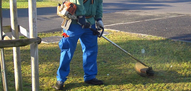 La palma e il poliziotto “curioso”| Così nasce l’indagine sui giardinieri